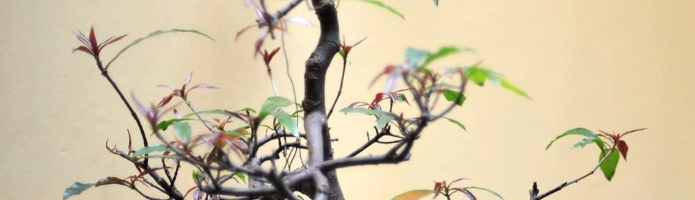 Little Shell Tribe of Chippewa Indians of Montana Event Center and Resort Fee-to-Trust Project